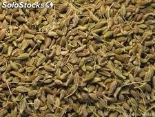 1 libra de semillas pimpinella anisum (anis)