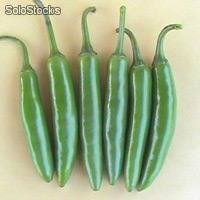 1 libra semillas de capsicum annum (chile serrano)