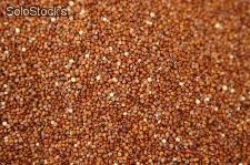 1 libra semillas de chenopodium quinoa var roja (quinoa roja)