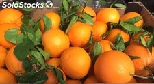 10,00 kgs Naranjas Zumo producción propia.