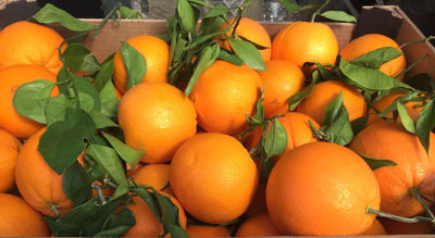 10,00 kgs Naranjas Zumo producción propia.