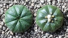 10 semillas de astrophytum asterias (astrofito)