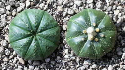 10 semillas de astrophytum asterias (astrofito)