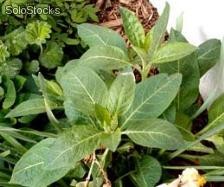 10 semillas de atropa belladona (belladona)