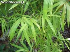 10 semillas de bambusa ventricosa (bamboo buddha)
