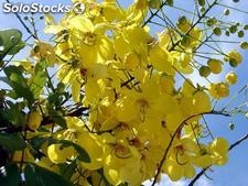 10 semillas de cassia fistula (lluvia de oro)