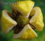 10 semillas de clematis tangutica (clematide dorada)