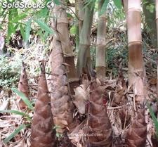 10 semillas de dendrocalamus asper (bambu asper)