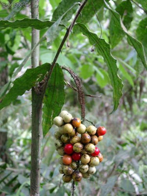 10 semillas de desmoncus schippii (palma rattan)
