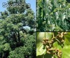 10 semillas de hovenia dulcis (arbol de las pasas)