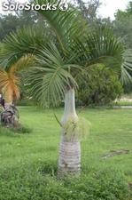 10 semillas de hyophorbe verschaffelti (palma astil)