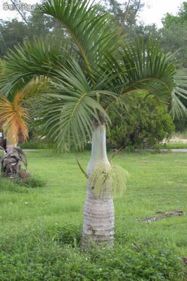 10 semillas de hyophorbe verschaffelti (palma astil)