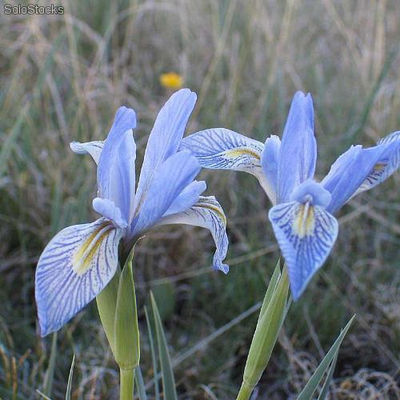 10 semillas de iris missouriensis (iris azul)