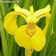 10 semillas de iris pseudacorus (iris amarillo)