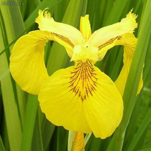 10 semillas de iris pseudacorus (iris amarillo)