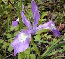 10 semillas de iris tenax (lirio oregon)