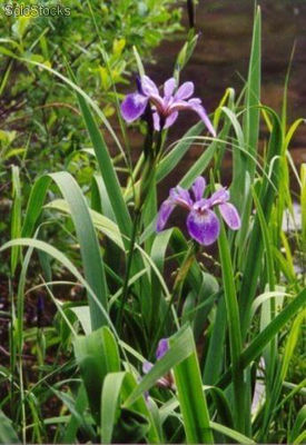 10 semillas de iris versicolor (iris purpureo)