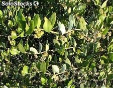 10 semillas de jojoba (simmondsia chilensis)