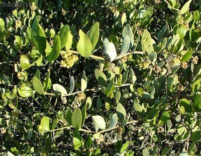 10 semillas de jojoba (simmondsia chilensis)