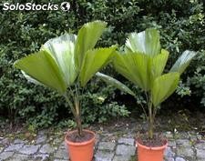 10 semillas de licuala grandis (palma totuma)