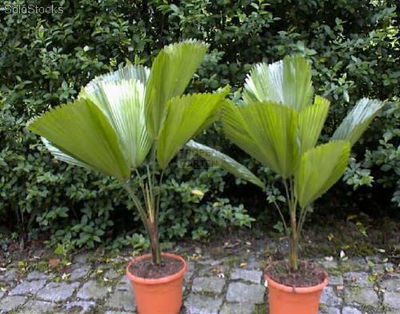 10 semillas de licuala grandis (palma totuma)
