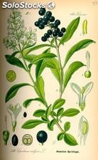 10 semillas de ligustrum vulgare (trueno o aligustre)