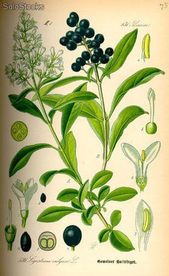 10 semillas de ligustrum vulgare (trueno o aligustre)