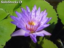 10 semillas de nymphaea stellata (nenufar violaceo)