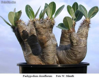 10 semillas de pachypodium densiflorum (pachypodium)