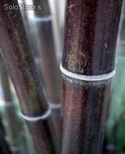 10 semillas de phyllostachys nigra (bambu negro)