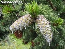 10 semillas de pinus aristata (pino de colorado)