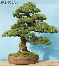 10 semillas de pinus parviflora (pino blanco japones)