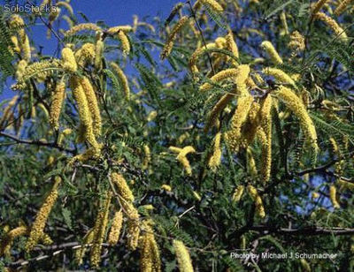 10 semillas de prosopis juliflora (mesquite)