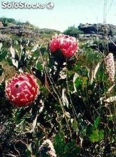 10 semillas de protea cynaroides (protea rey)