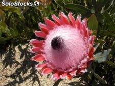 10 semillas de protea magnifica (protea reina)