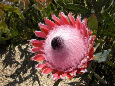10 semillas de protea magnifica (protea reina)