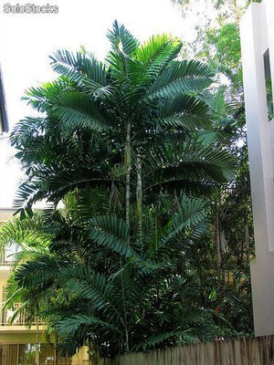 10 semillas de ptychosperma macarthurii (palma de macarthur)