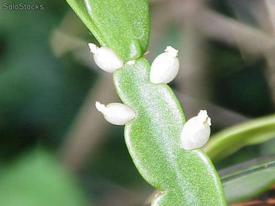 10 semillas de rhipsalis (mezcla de especies)