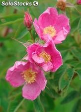 10 semillas de rosa woodsii