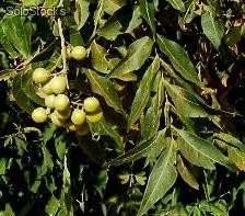 10 semillas de sapindus saponaria (jaboncillo)
