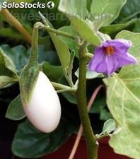 10 semillas de solanum melongena var. ovigerum (planta huevo)