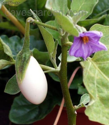 10 semillas de solanum melongena var. ovigerum (planta huevo)