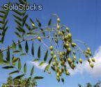 10 semillas de sophora japonica (arbol de las pagodas o acacia d