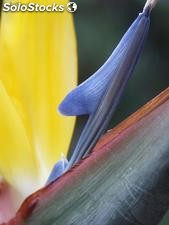 10 semillas de strelitzia reginae (ave del paraiso)