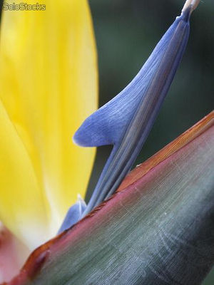 10 semillas de strelitzia reginae (ave del paraiso)