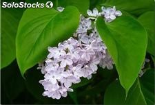 10 semillas de syringa vulgaris (lilo o lila)