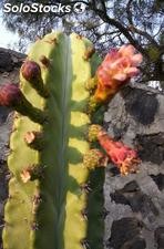 10 semillas de trichocereus pachanoi (cactus san pedro)