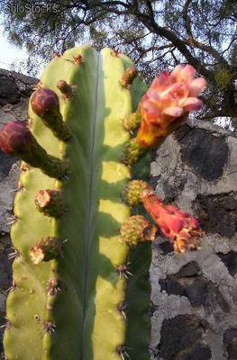 10 semillas de trichocereus pachanoi (cactus san pedro)