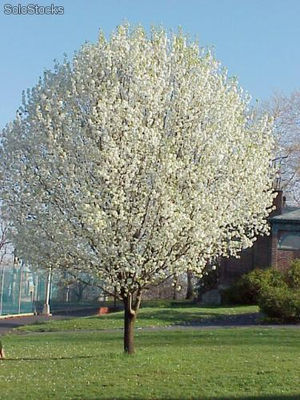 10 semillas pyrus calleryana (peral de flor)