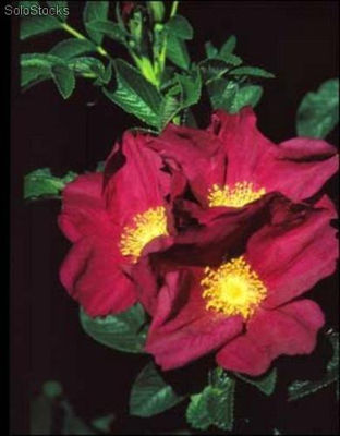10 semillas rosa rugosa rubra (rosa japonesa)